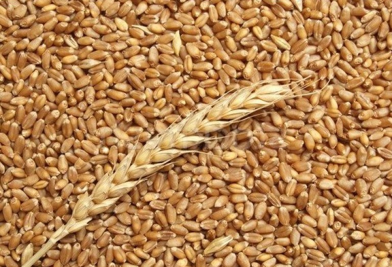 grano-maiorca