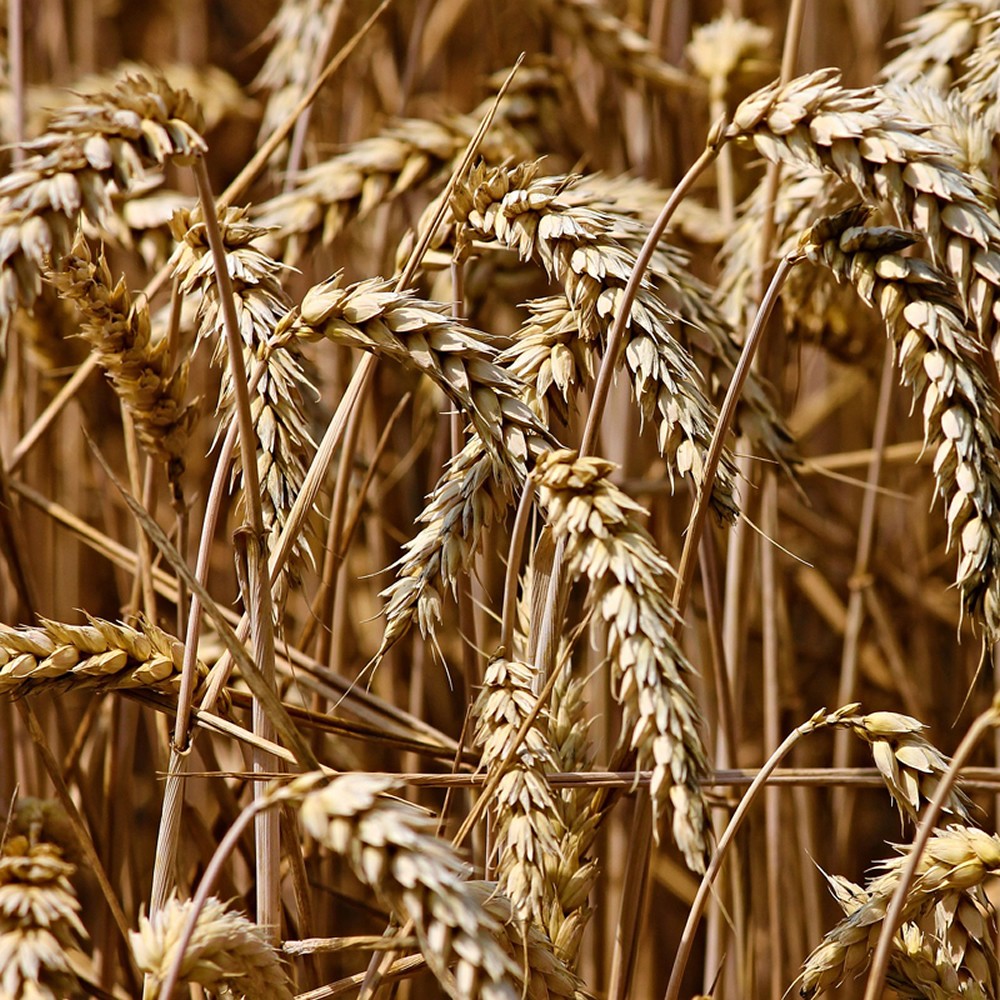 Grani e cereali antichi - Il sapore del grano - i nostri dolci vegani